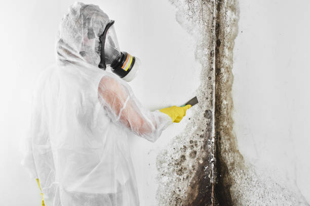 Best Black Mold Remediation in La Mirada, CA
