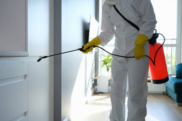 Best Residential Mold Remediation in La Mirada, CA