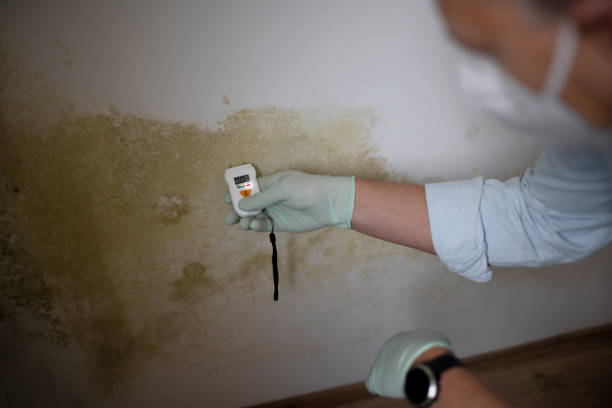 Best Crawl Space Mold Remediation in La Mirada, CA